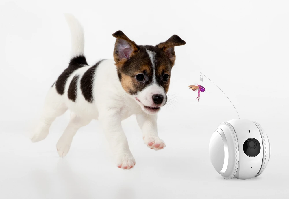 robot camera for pets