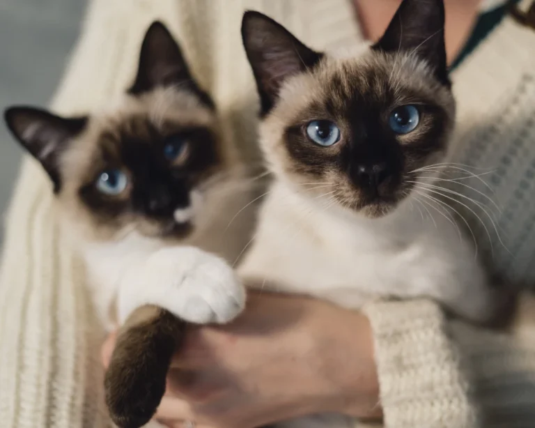 automatic pet feeder and waterer