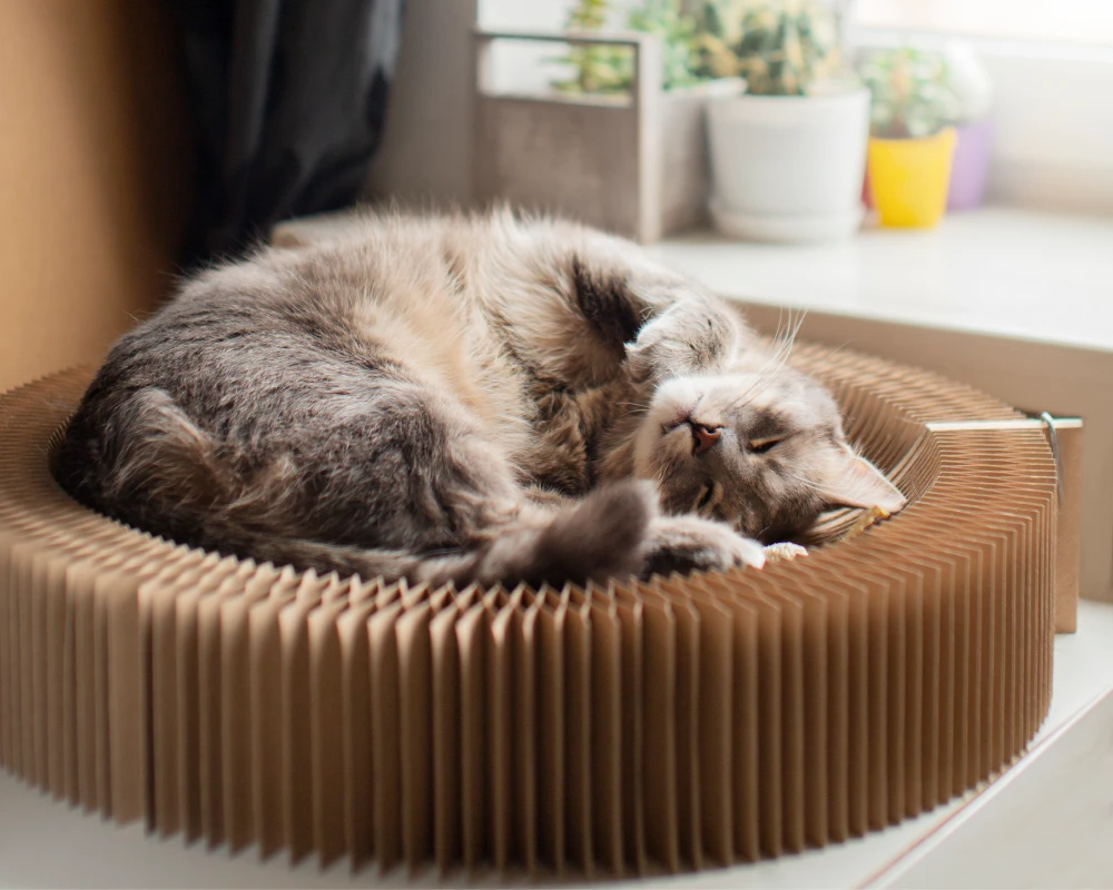 pet automatic feeder dispenser